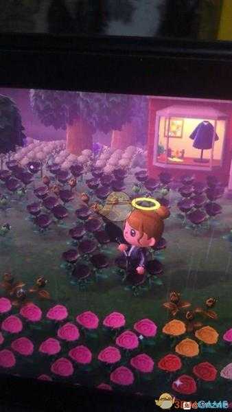 《集合啦！动物森友会》金玫瑰种植心得分享