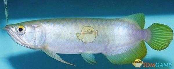 《集合啦！动物森友会》骨舌鱼图鉴