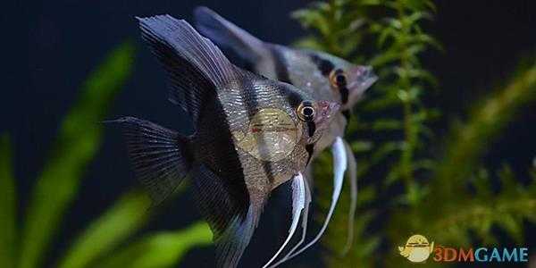 《集合啦！动物森友会》神仙鱼图鉴