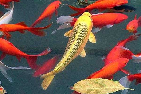 《集合啦！动物森友会》锦鲤图鉴