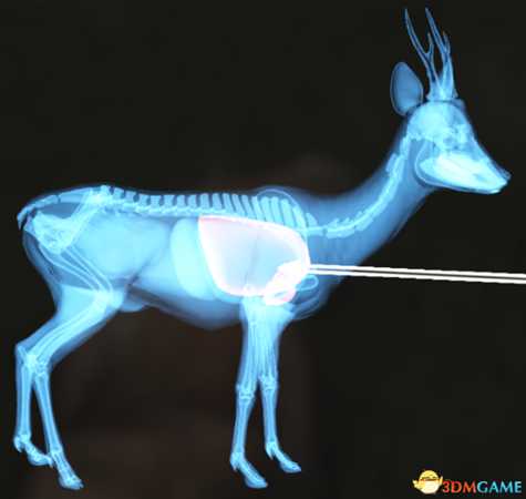 猎人荒野的呼唤个动物秒杀位置介绍