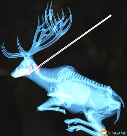 猎人荒野的呼唤个动物秒杀位置介绍