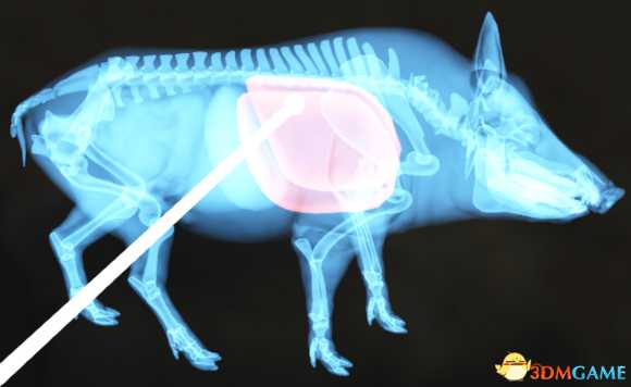 猎人荒野的呼唤个动物秒杀位置介绍