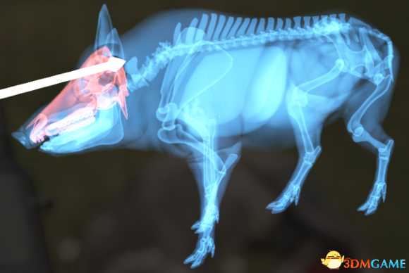 猎人荒野的呼唤个动物秒杀位置介绍