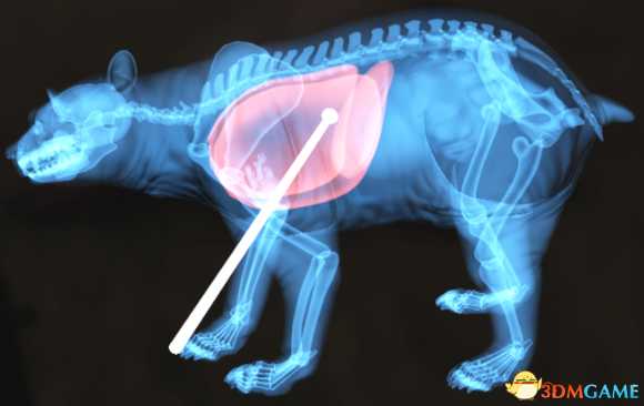 猎人荒野的呼唤个动物秒杀位置介绍