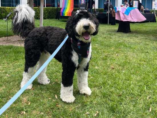 暴雪员工参加骄傲月活动：连狗都戴上了彩虹色装扮！