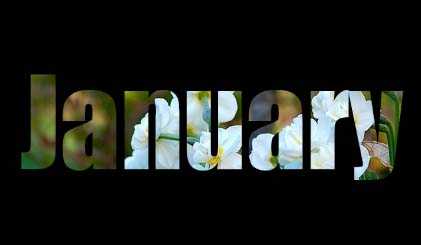 PS怎么使用剪贴蒙板设计鲜花背景的文字?