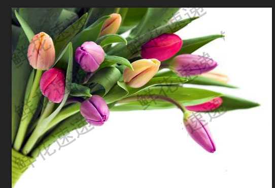 ps去水印教程:PS怎么完美清除铺满图片的水印?